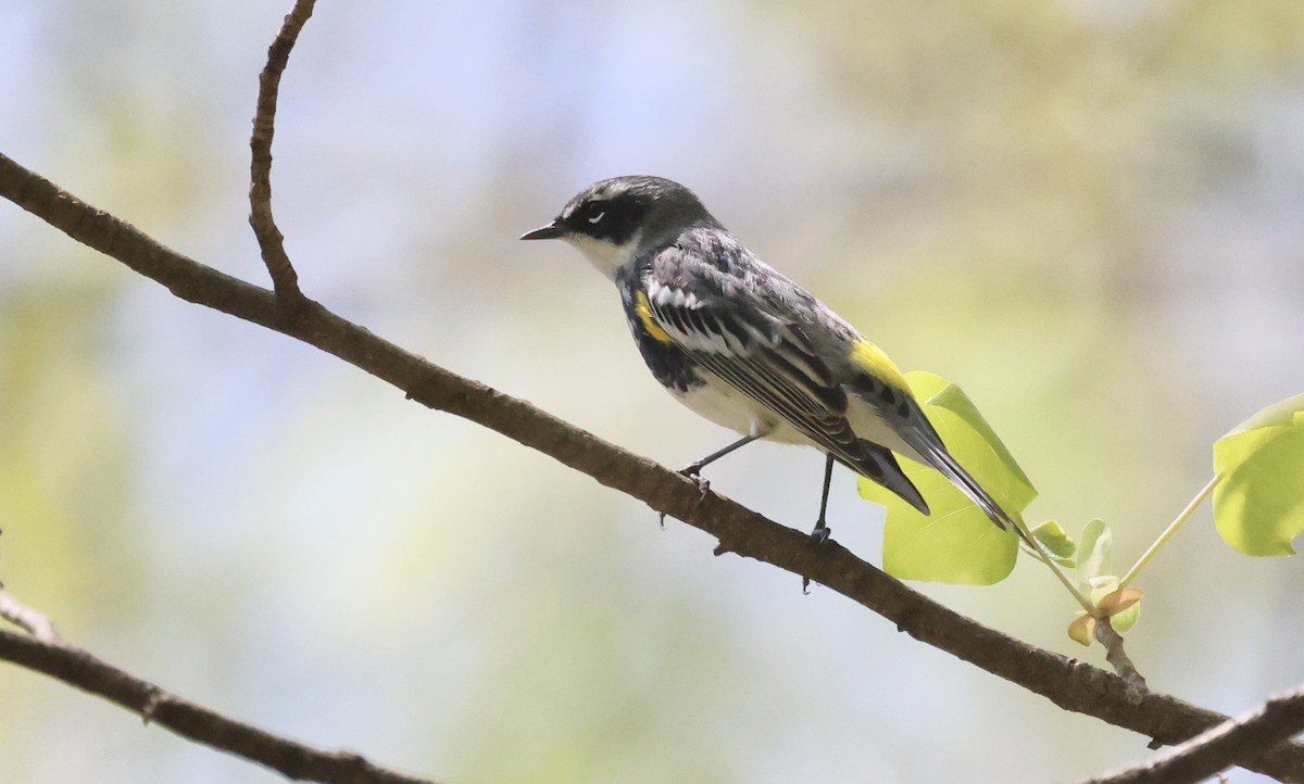 Yellow-rumped Warbler - Anne Bielamowicz