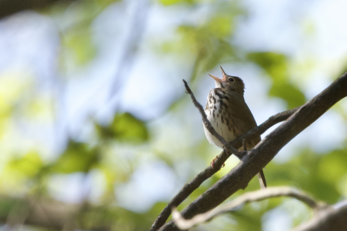 Ovenbird - Steve Bielamowicz