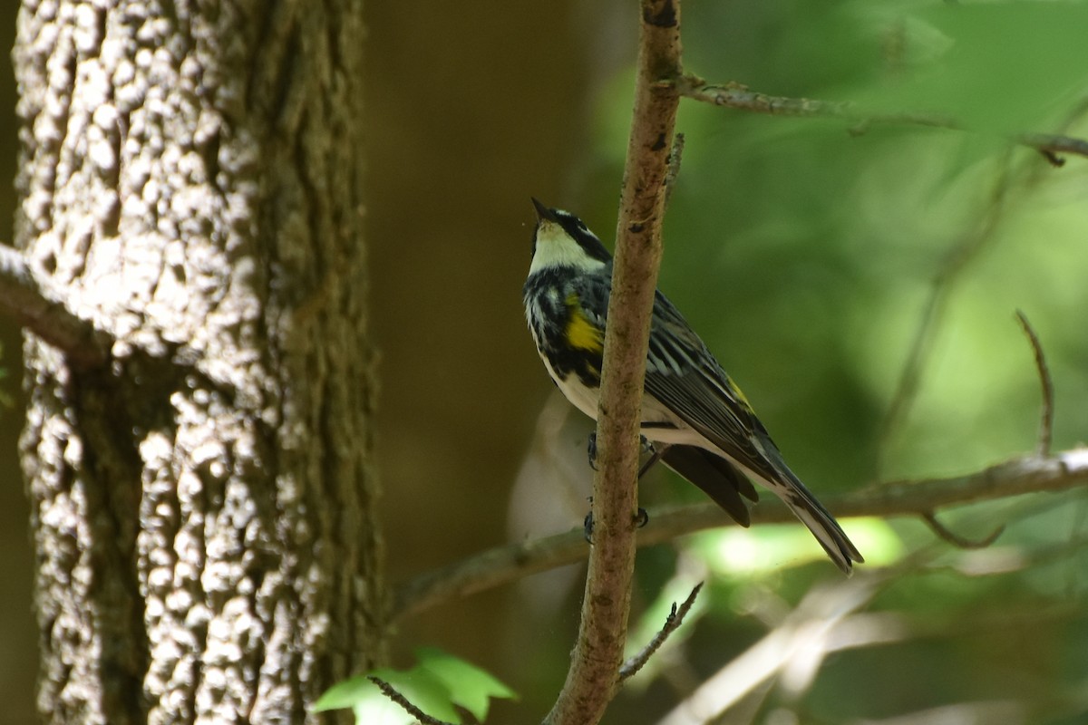 Yellow-rumped Warbler (Myrtle) - stephen johnson  🦜