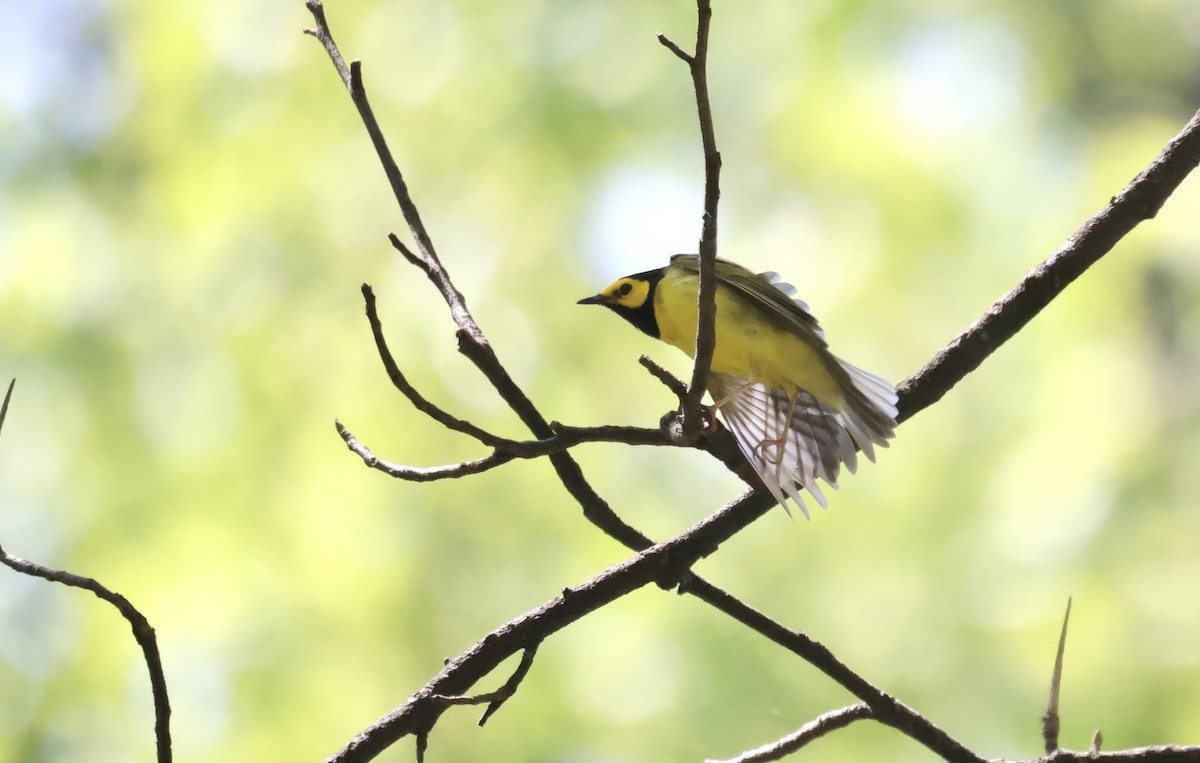 Hooded Warbler - Anne Bielamowicz