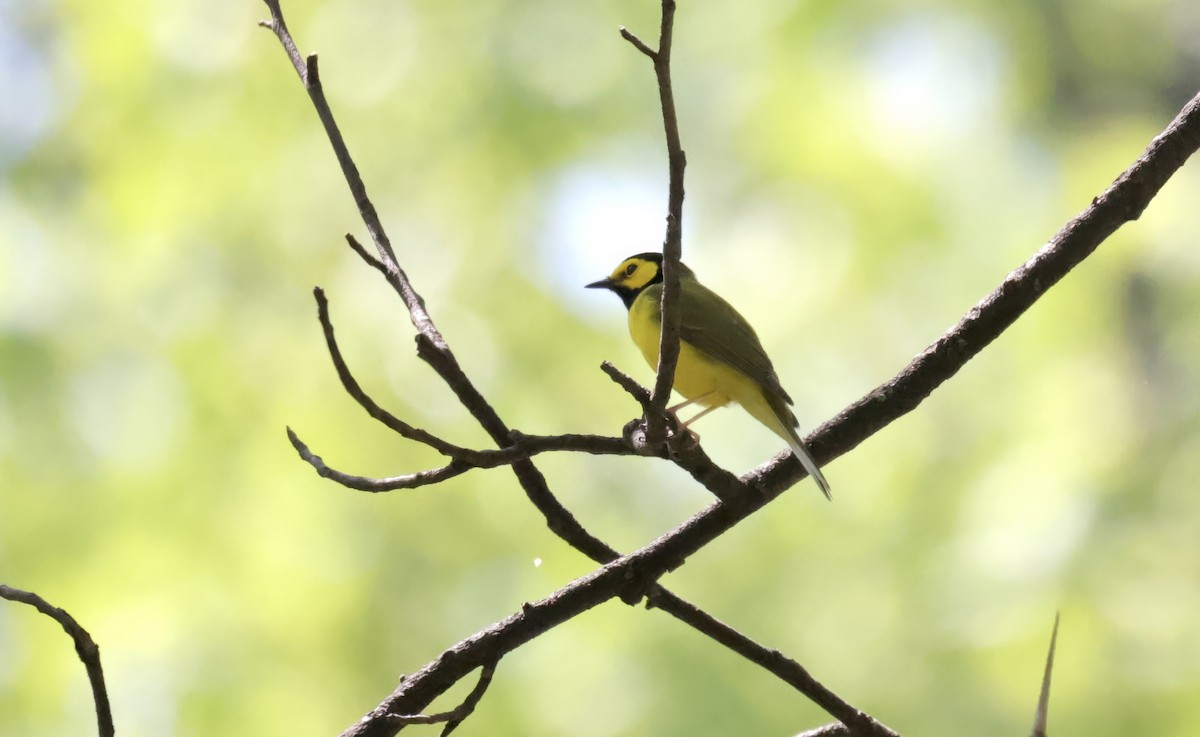 Hooded Warbler - Anne Bielamowicz