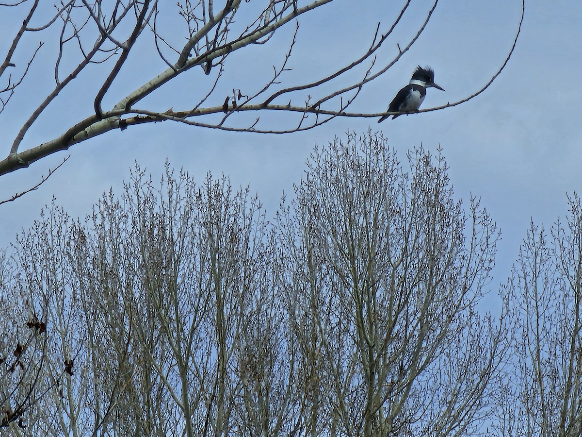 Belted Kingfisher - Anonymous