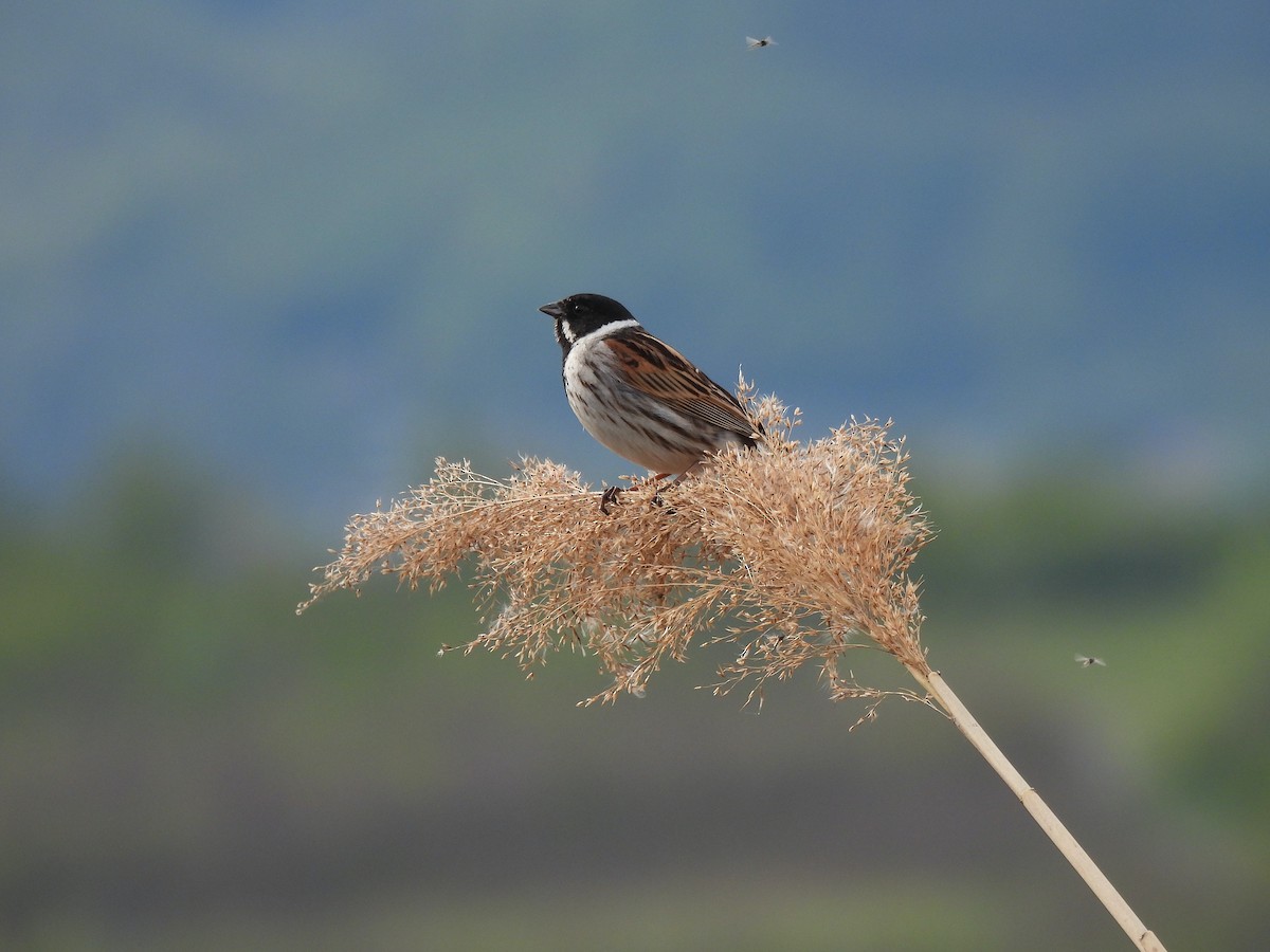 Reed Bunting - ML618099249