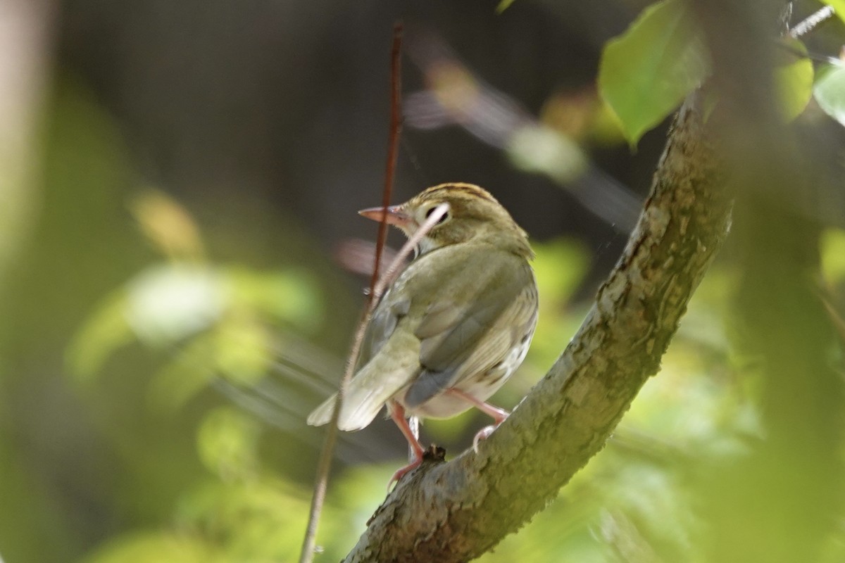 Ovenbird - Jo Fasciolo