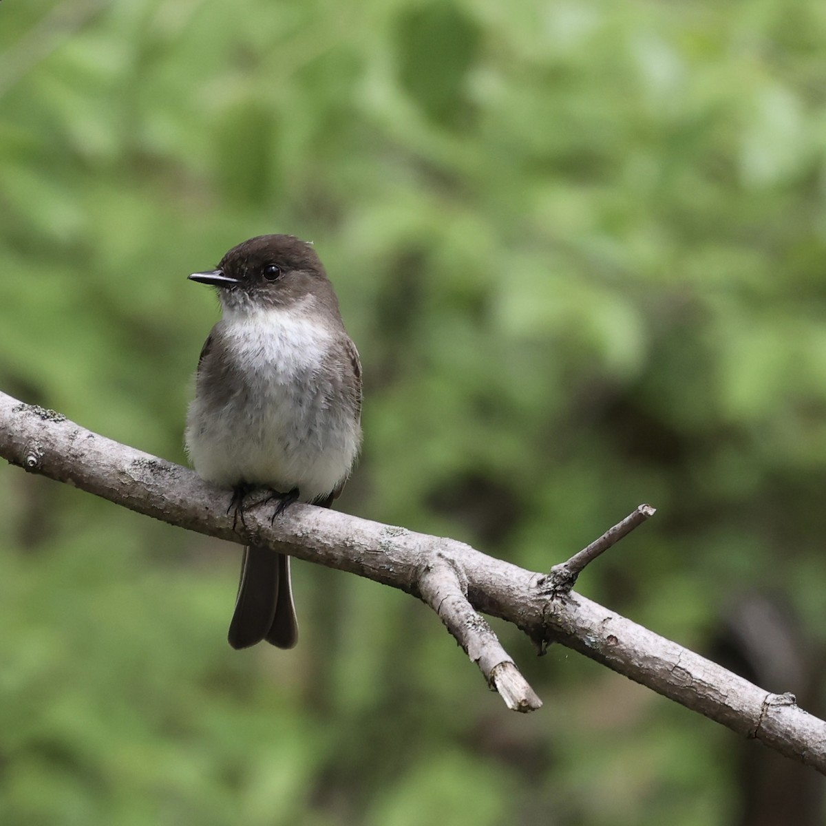 Eastern Phoebe - Michael Burkhart