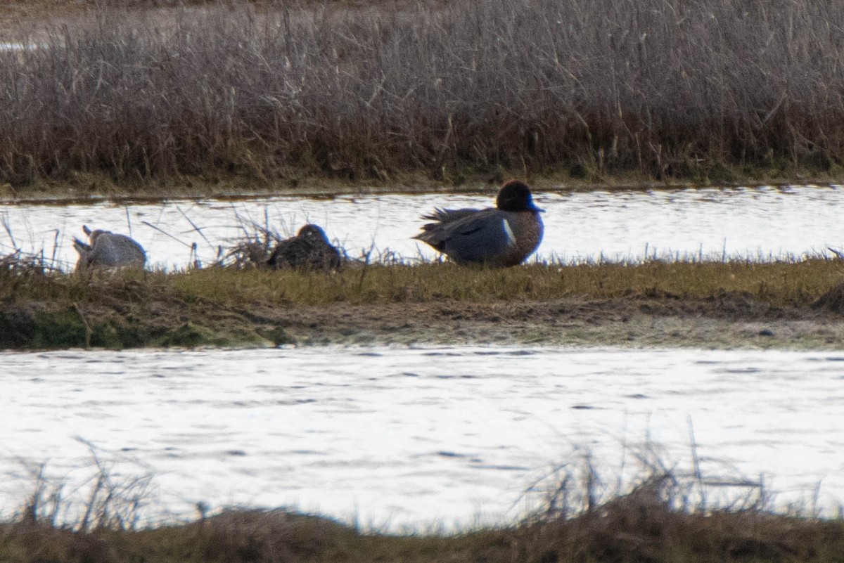 Green-winged Teal - Paul Locke