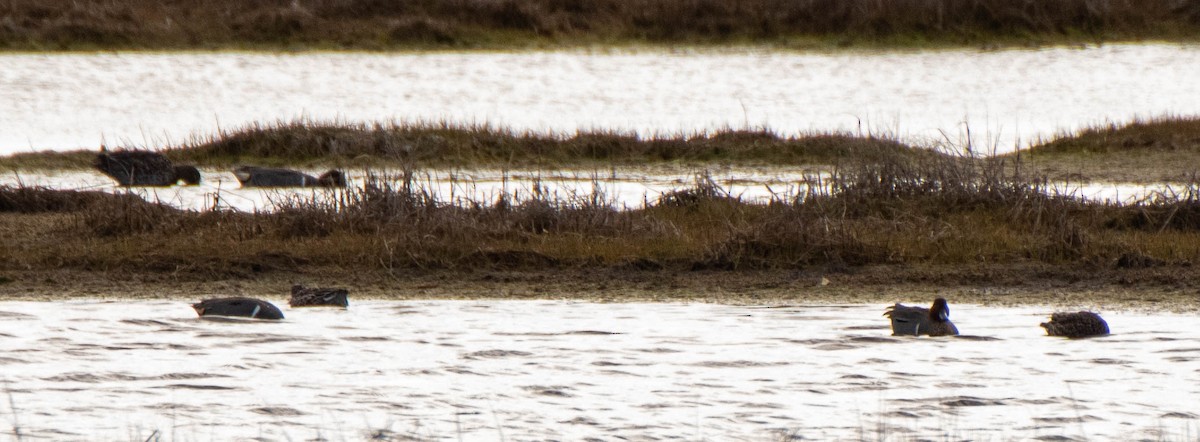 Green-winged Teal - Paul Locke