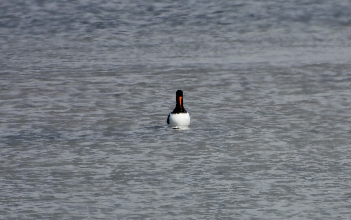 Eurasian Oystercatcher - ML618099304