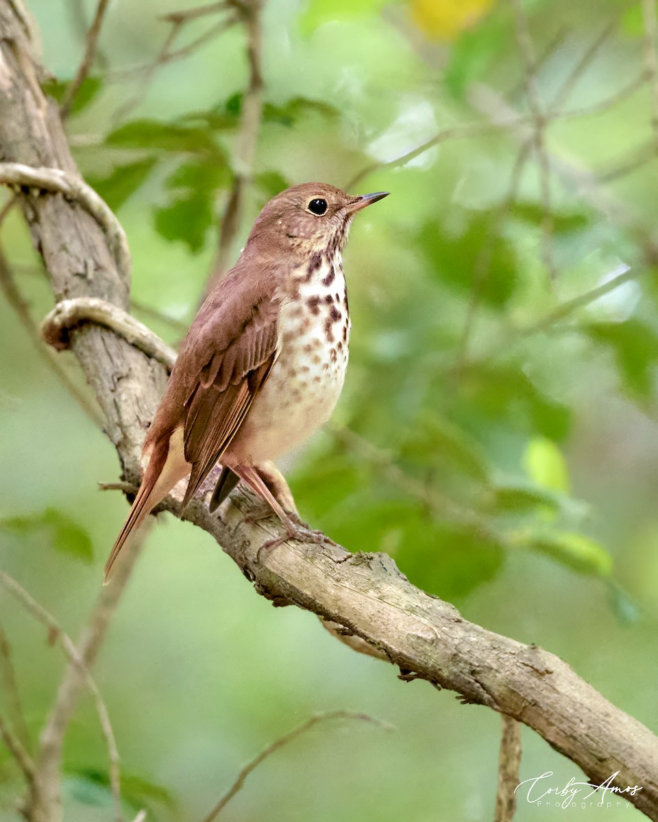 Hermit Thrush - ML618099330