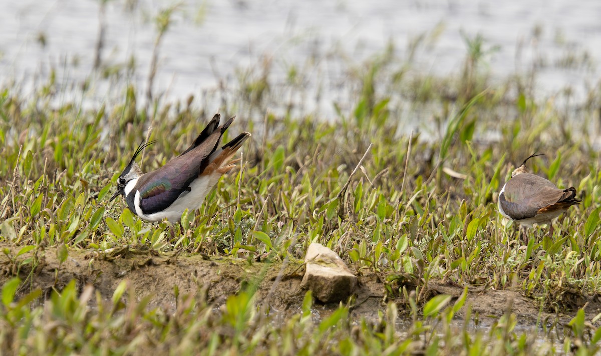 Northern Lapwing - Veronika Švestková