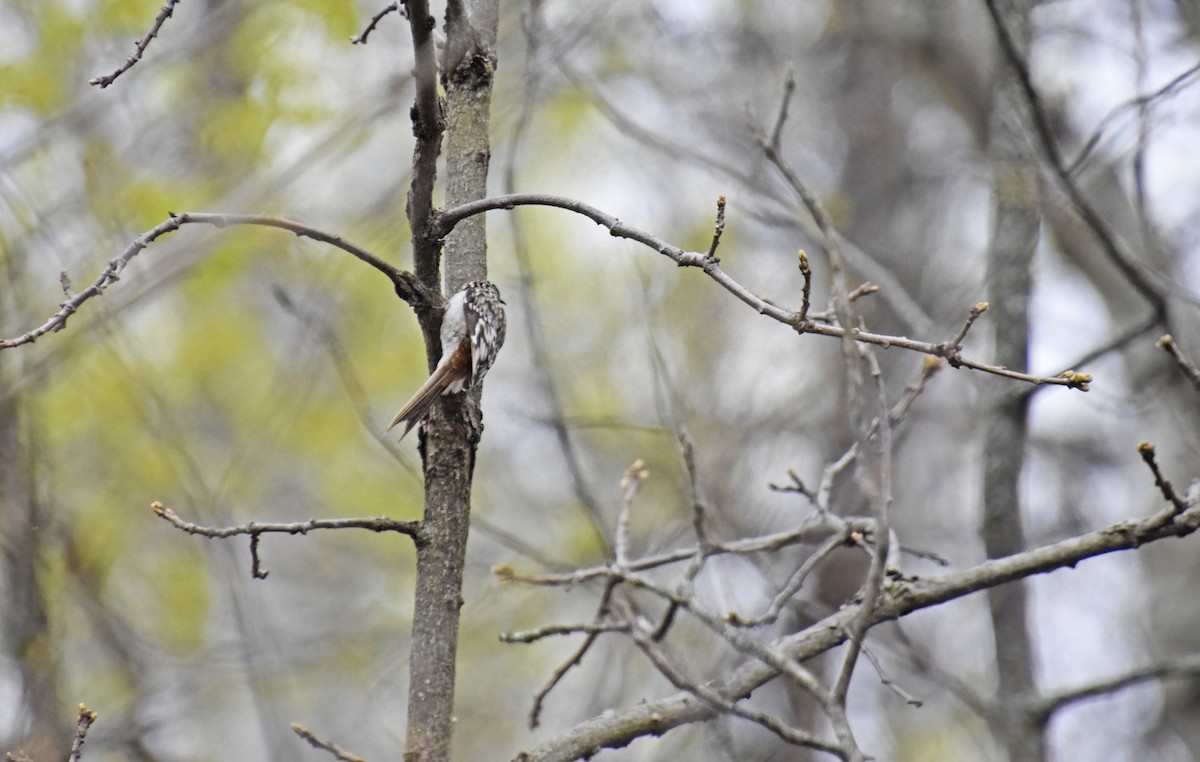 Brown Creeper - Robert Allie