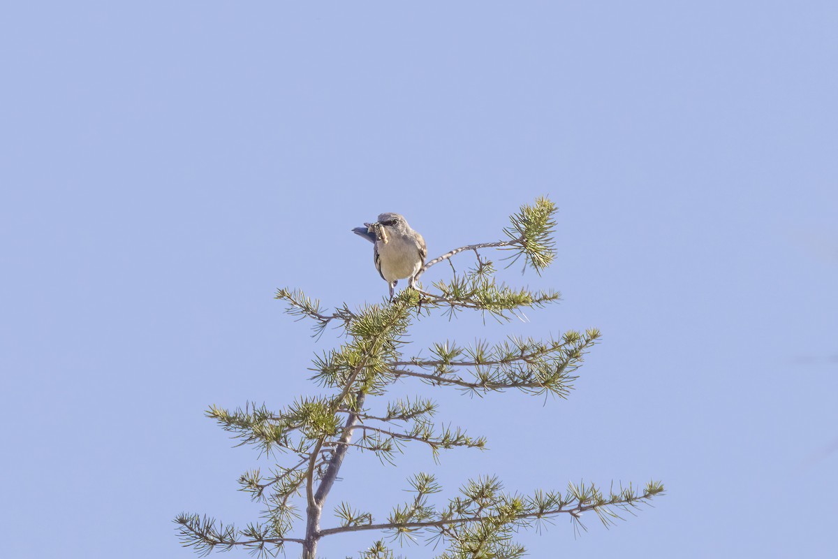 Northern Mockingbird - Diane Hoy