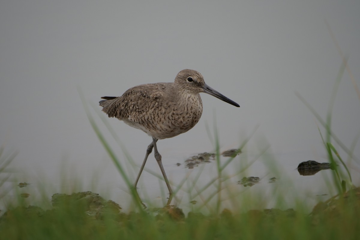 Willet - Bruce & Lori Whitehouse