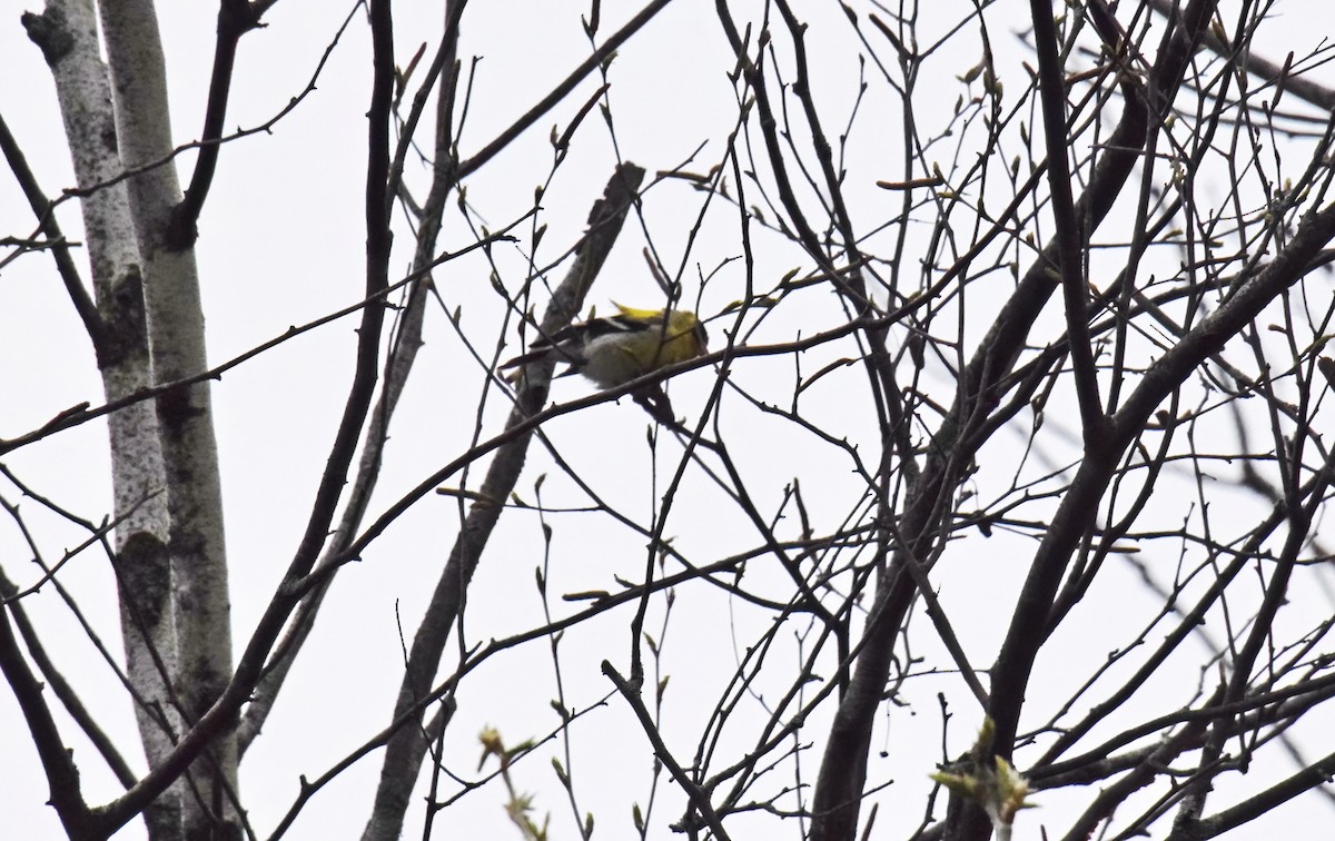 American Goldfinch - Robert Allie