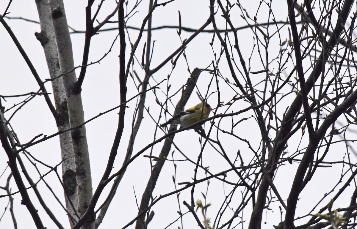 American Goldfinch - ML618099375