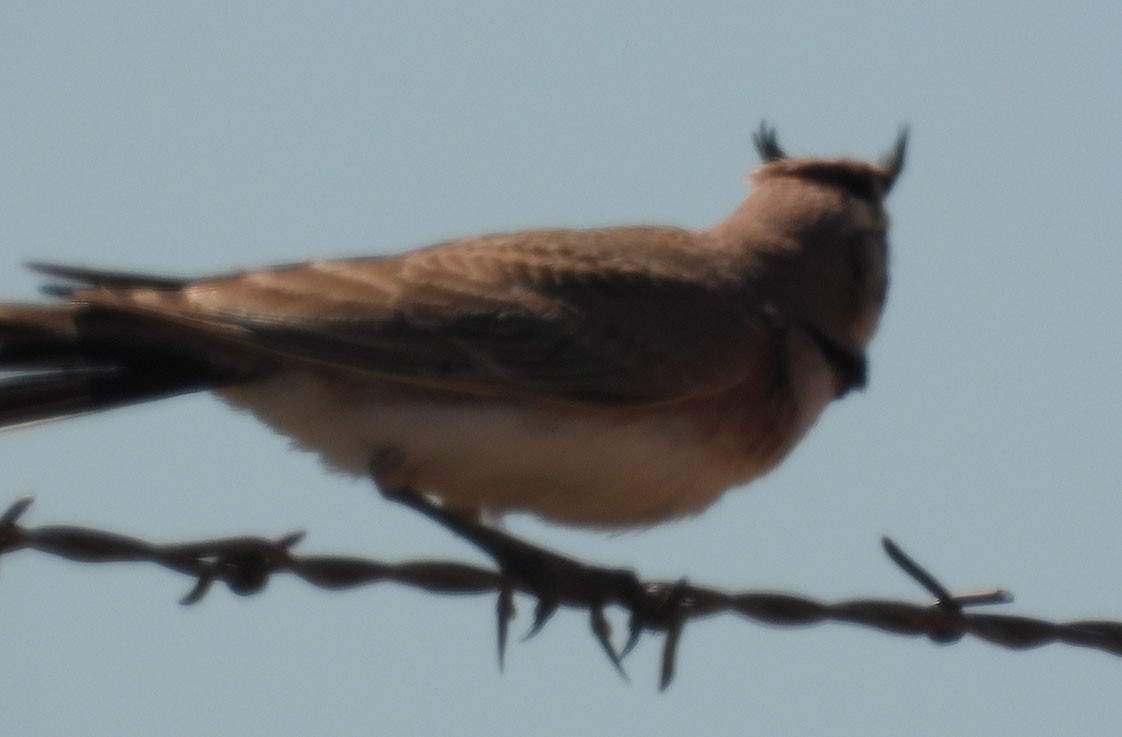 Horned Lark - Joseph Cepeda