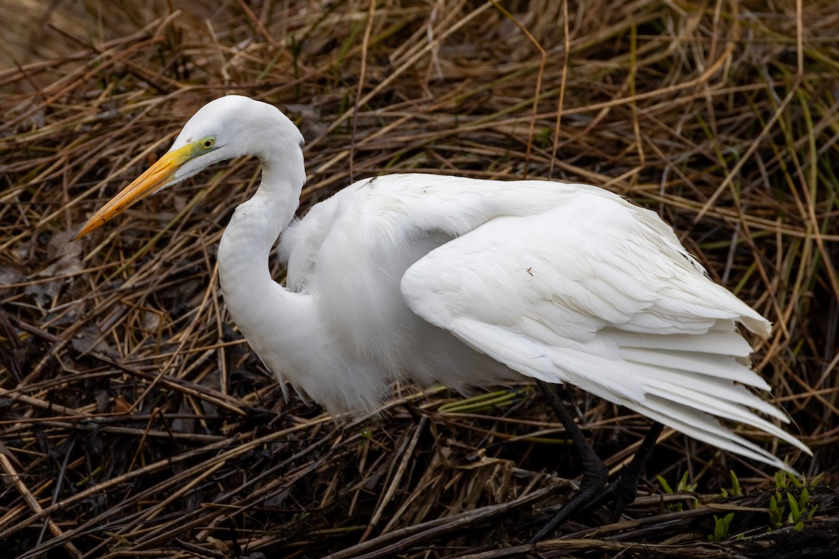 Great Egret - ML618099408