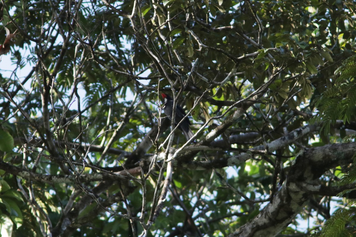 Slate-colored Grosbeak - ML618099417