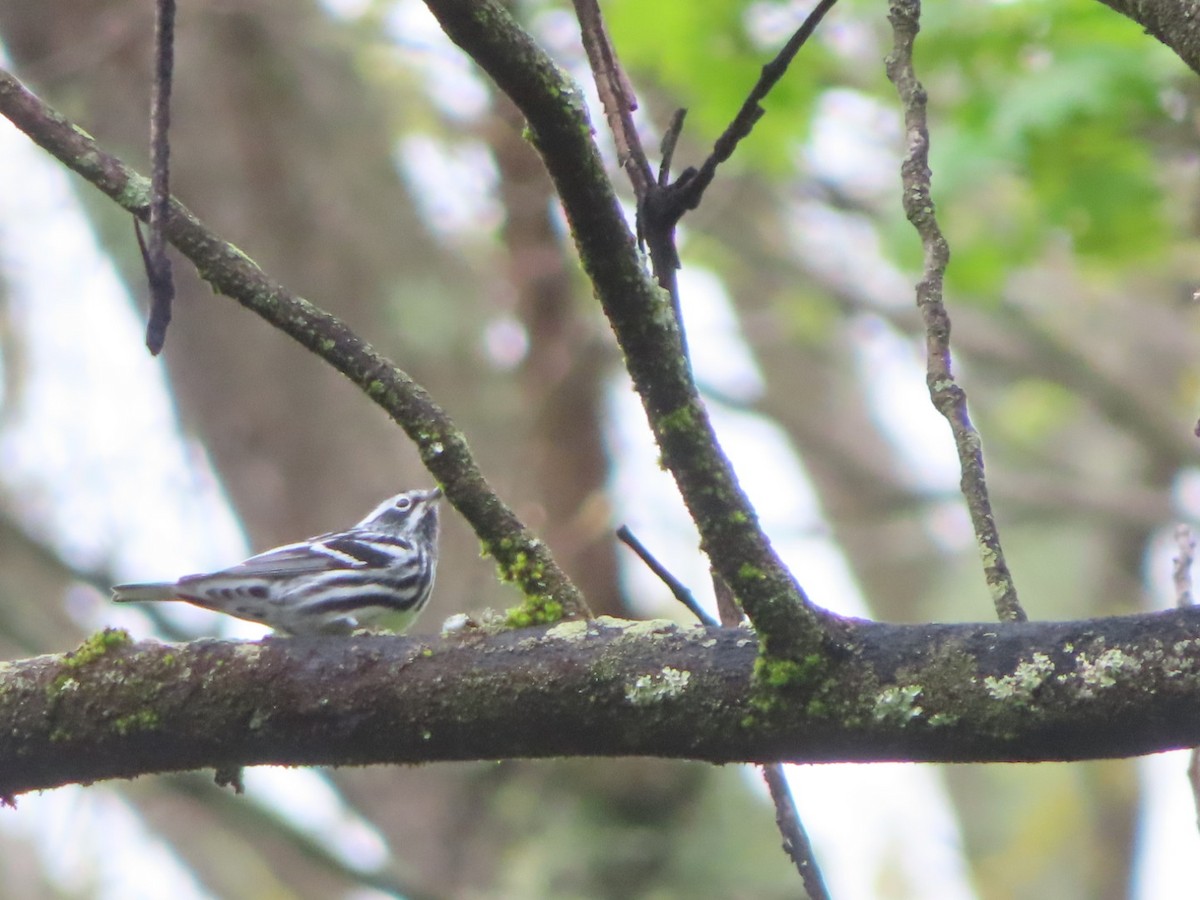 Black-and-white Warbler - ML618099435