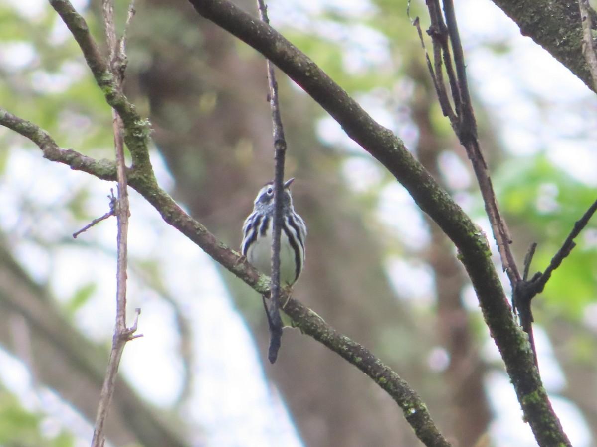 Black-and-white Warbler - ML618099436