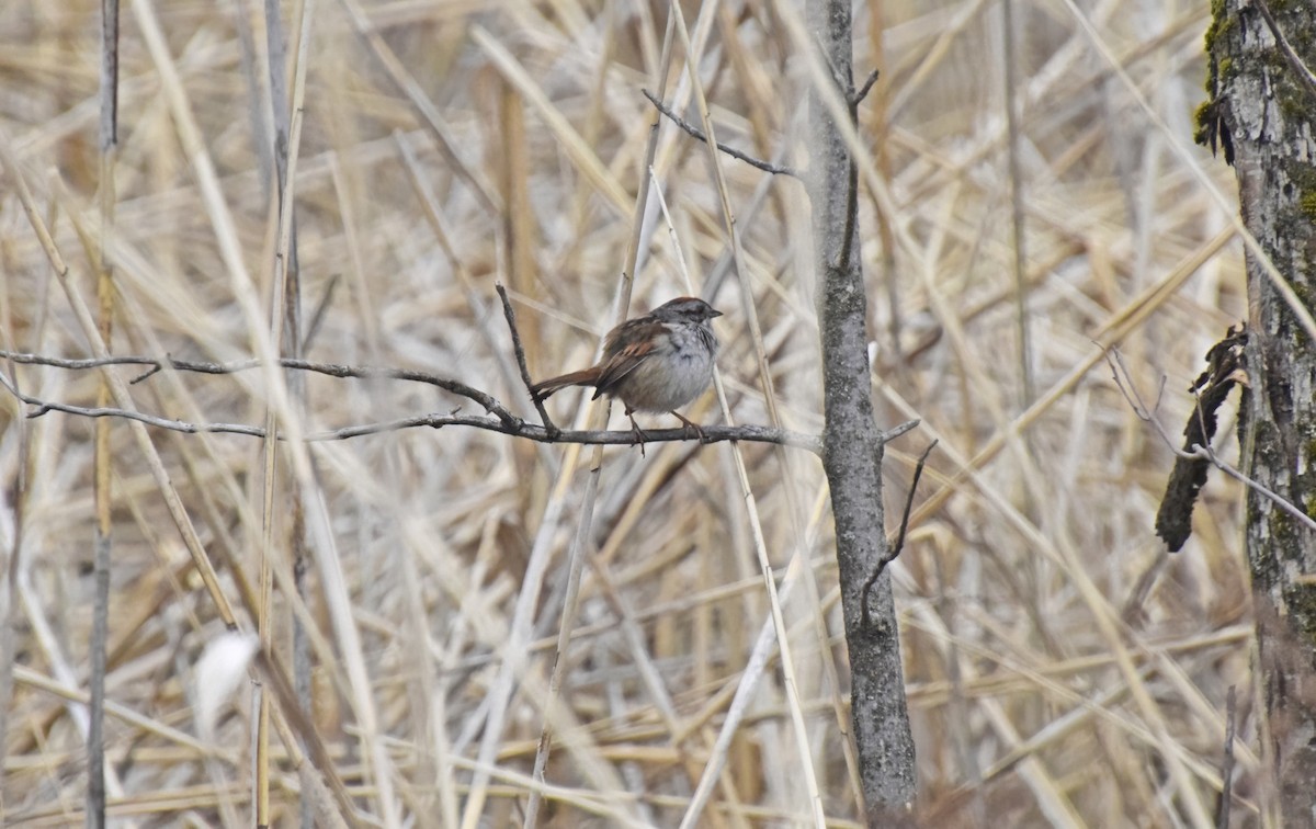 Swamp Sparrow - Robert Allie