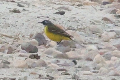 wagtail sp. - ML618099502