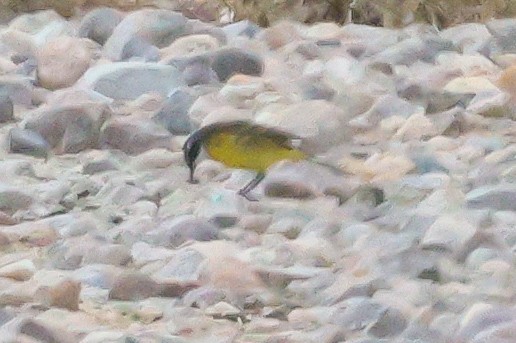 wagtail sp. - ML618099503