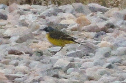 wagtail sp. - ML618099504