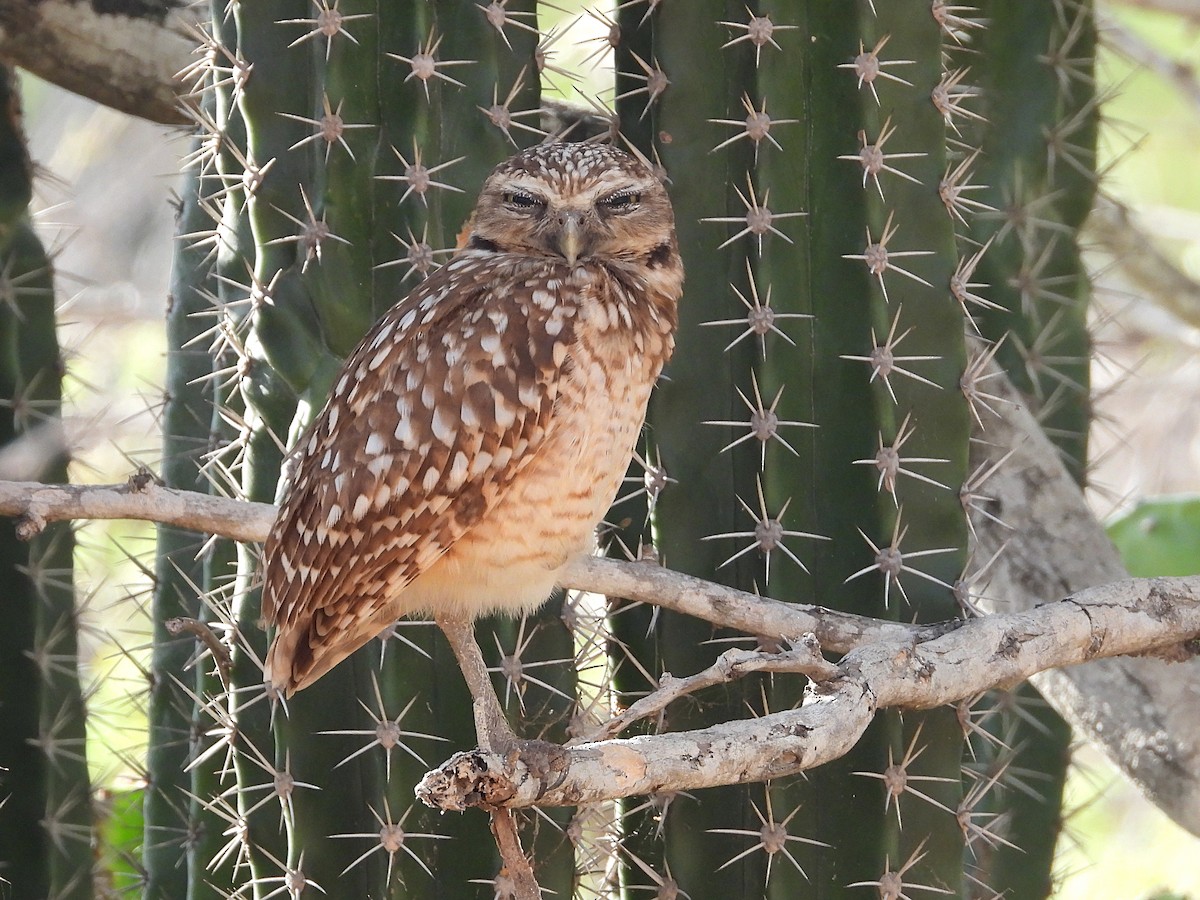 Burrowing Owl - Glenda Tromp