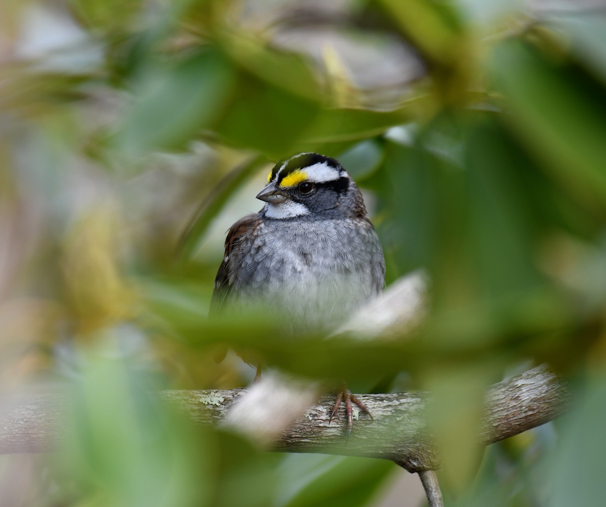 White-throated Sparrow - Ben Peters