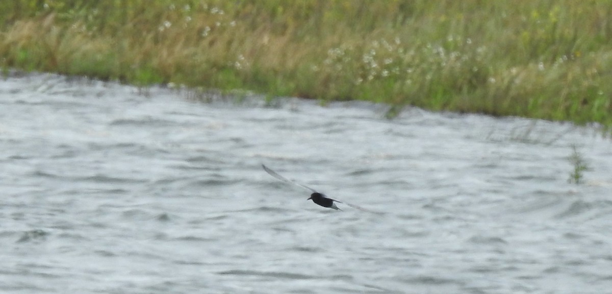 Black Tern - Pedro Bravo