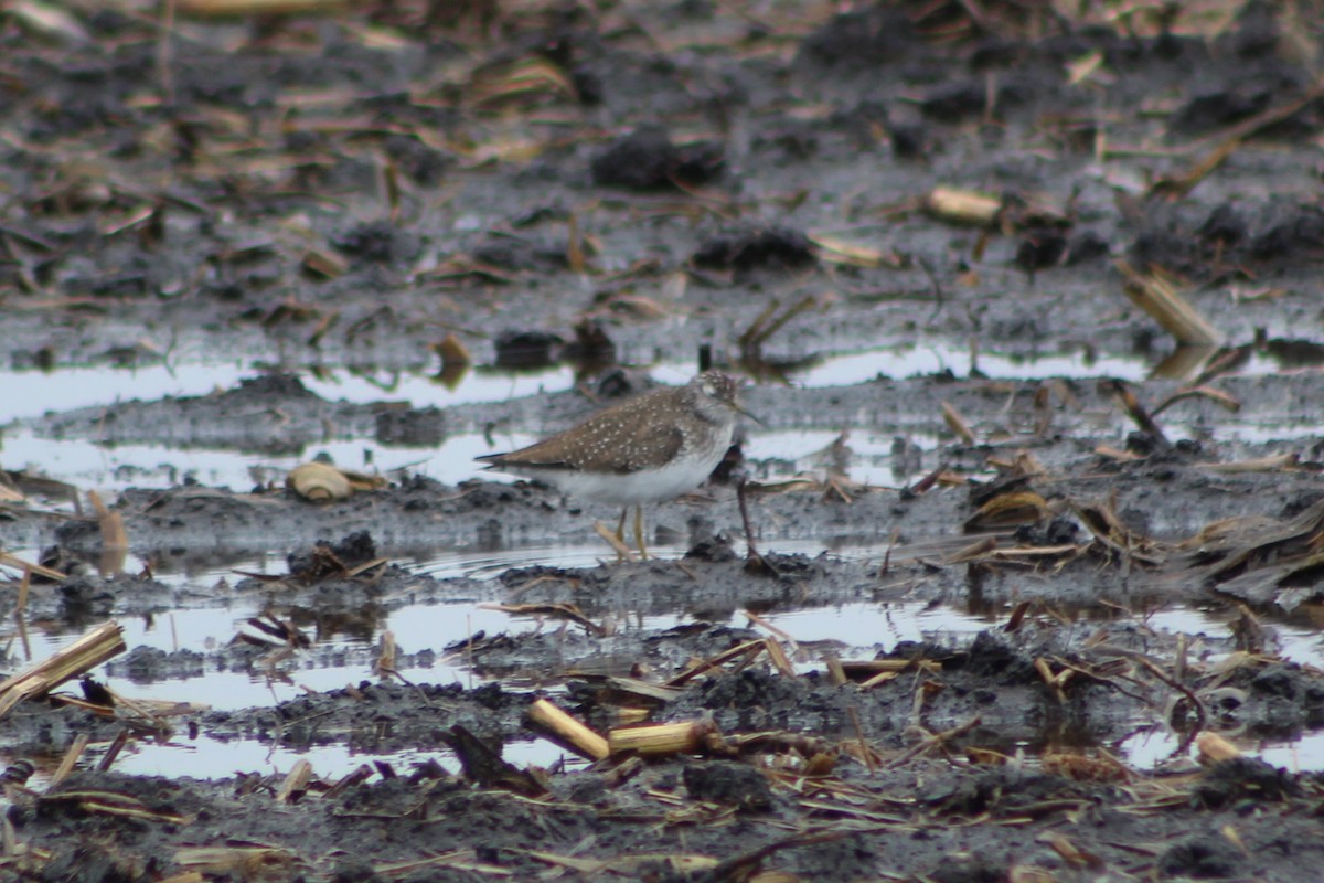 Solitary Sandpiper - Daniel Edwards