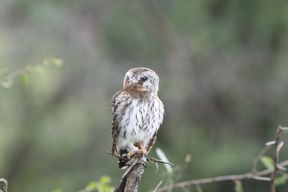 Pearl-spotted Owlet - Rohan van Twest