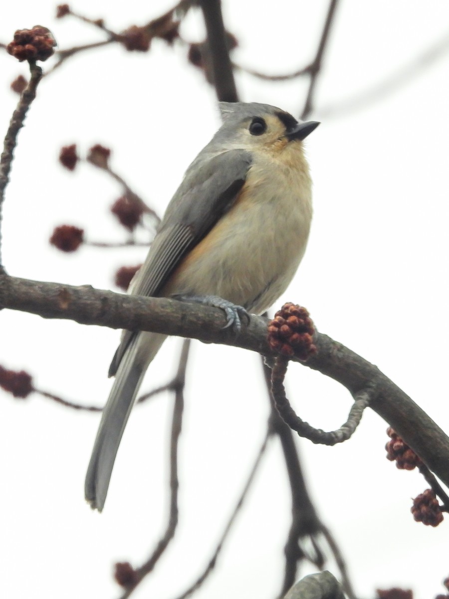 Tufted Titmouse - Leann Henderson