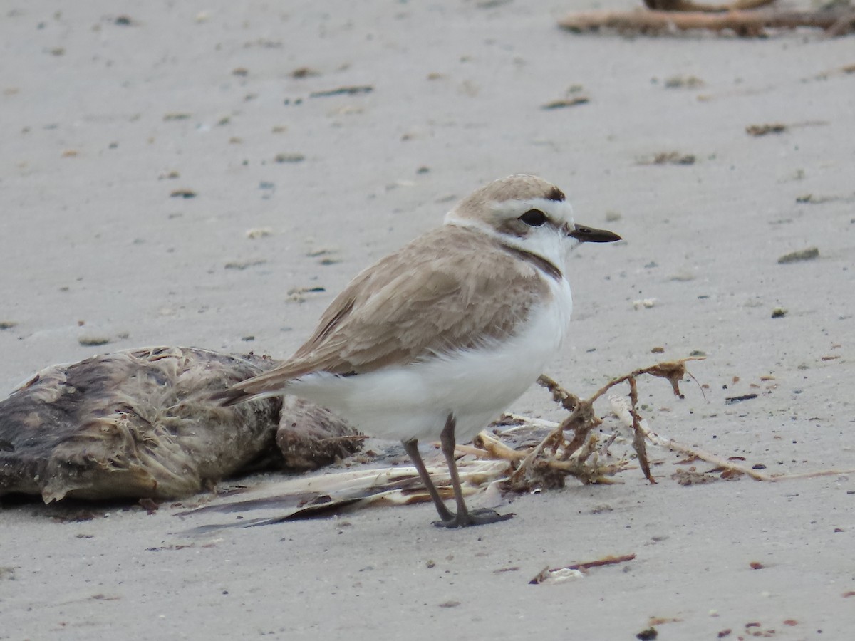 Snowy Plover - ML618099628