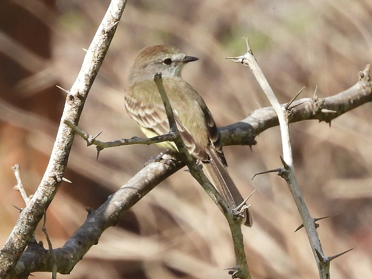 Northern Scrub-Flycatcher - Glenda Tromp