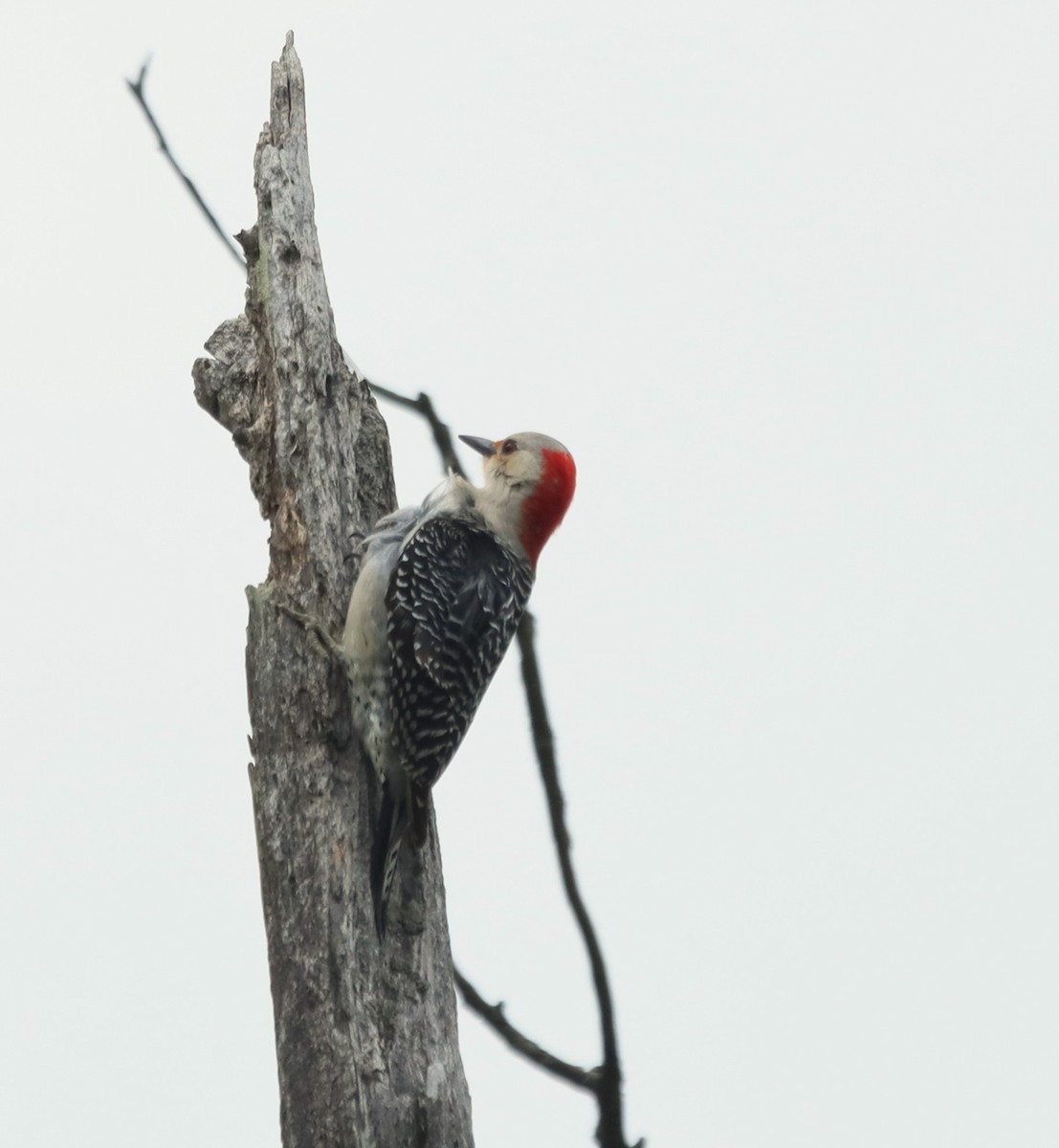Red-bellied Woodpecker - ML618099709