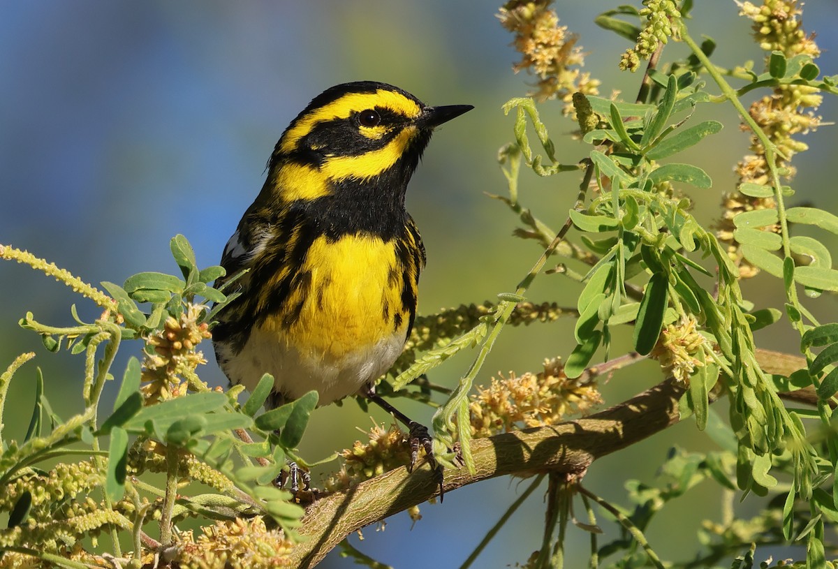 Townsend's Warbler - ML618099718