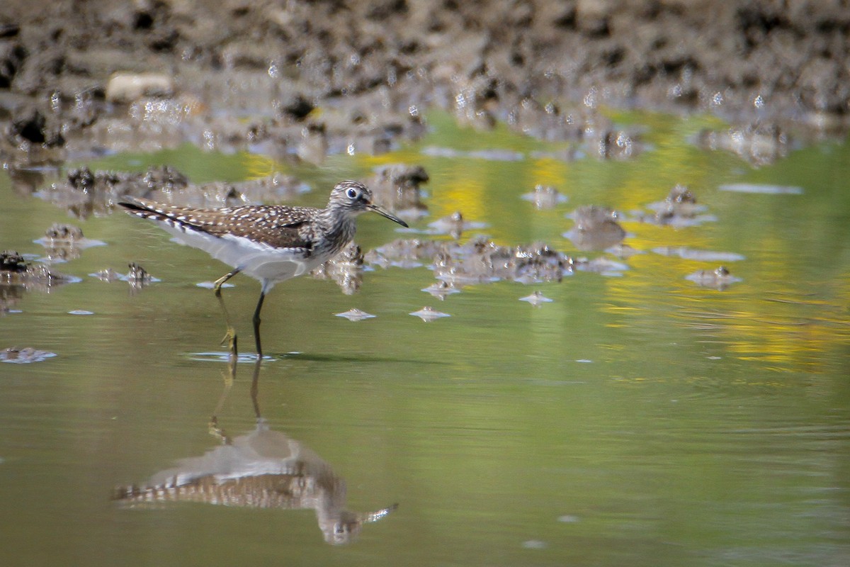 Solitary Sandpiper - ML618099728