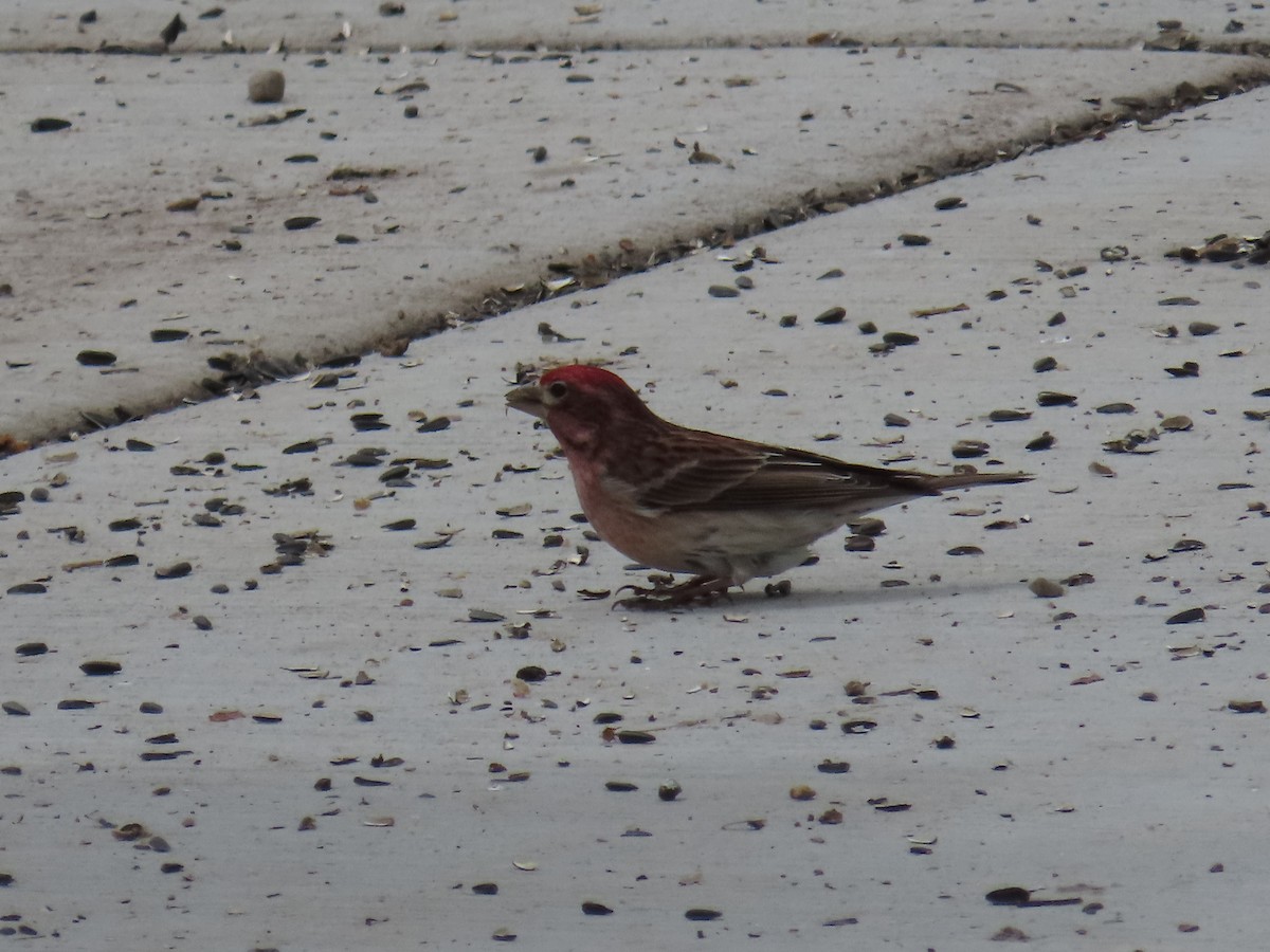 Cassin's Finch - Bryant Olsen