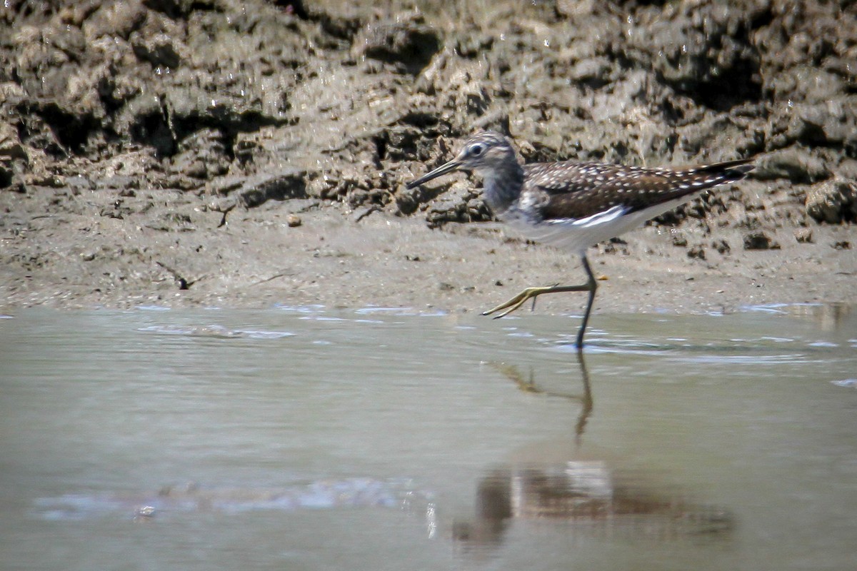 Solitary Sandpiper - ML618099743