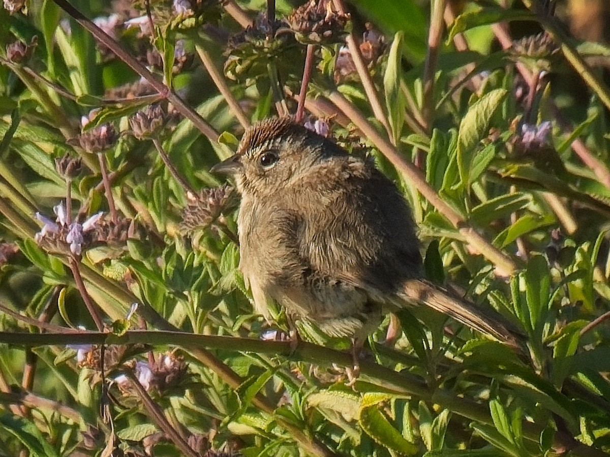 Rufous-crowned Sparrow - ML618099747