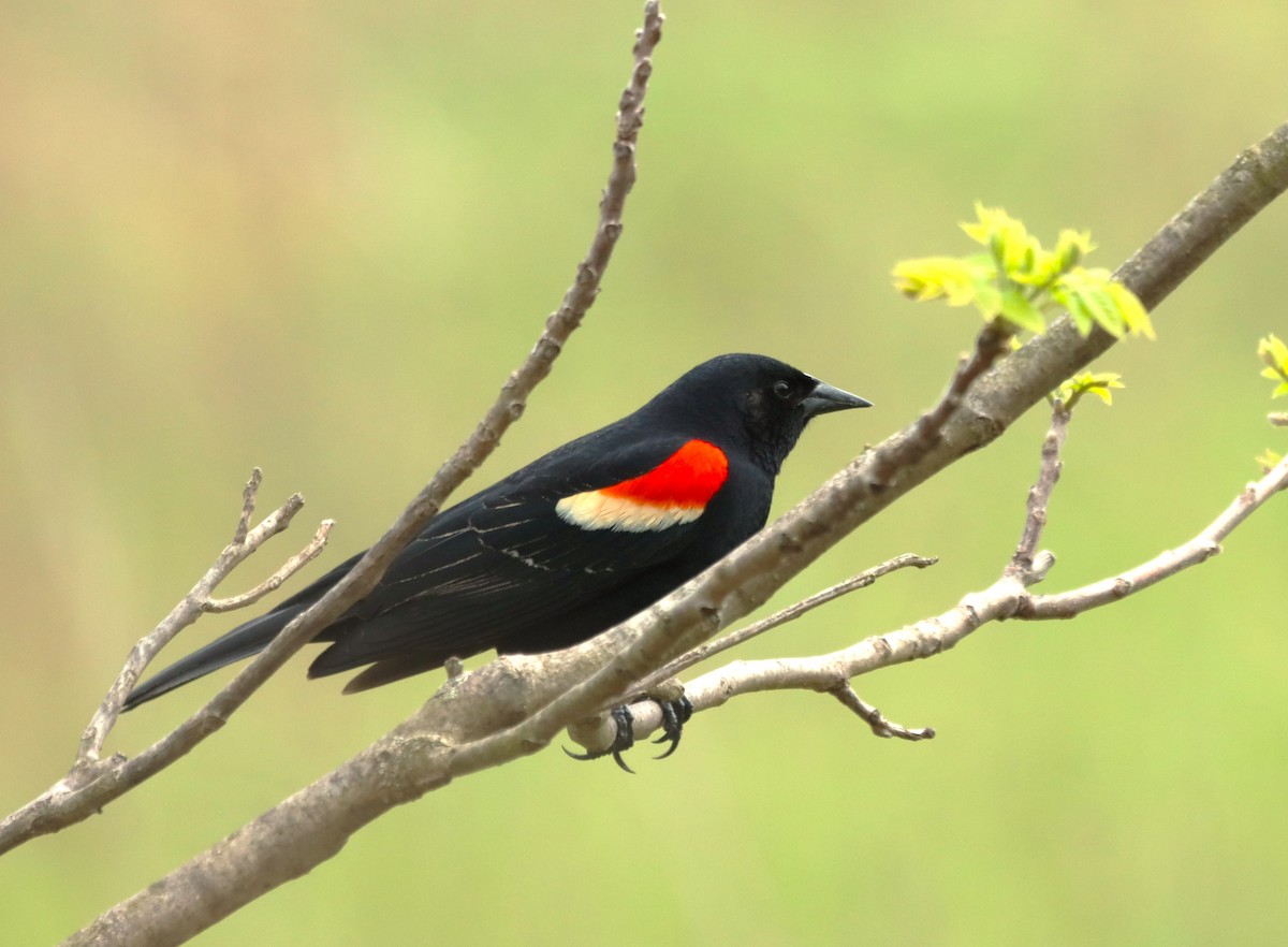 Red-winged Blackbird - ML618099749