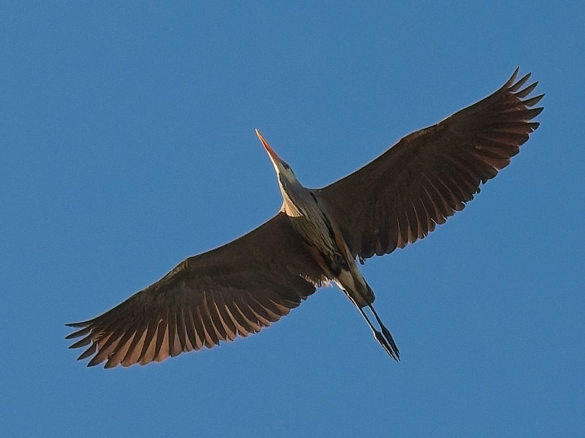 Great Blue Heron - Jeffrey Hale