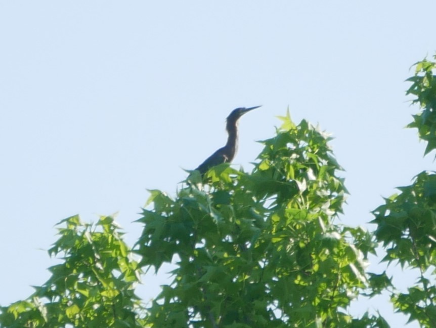 Green Heron - ML618099758