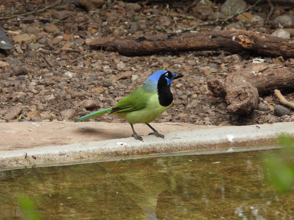 Green Jay - Megan  Foll