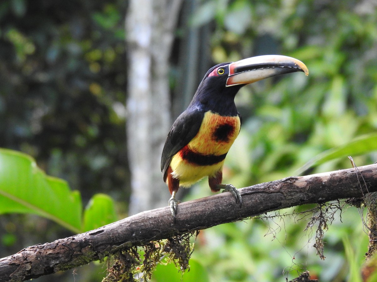 Collared Aracari (Pale-mandibled) - Justin Harris