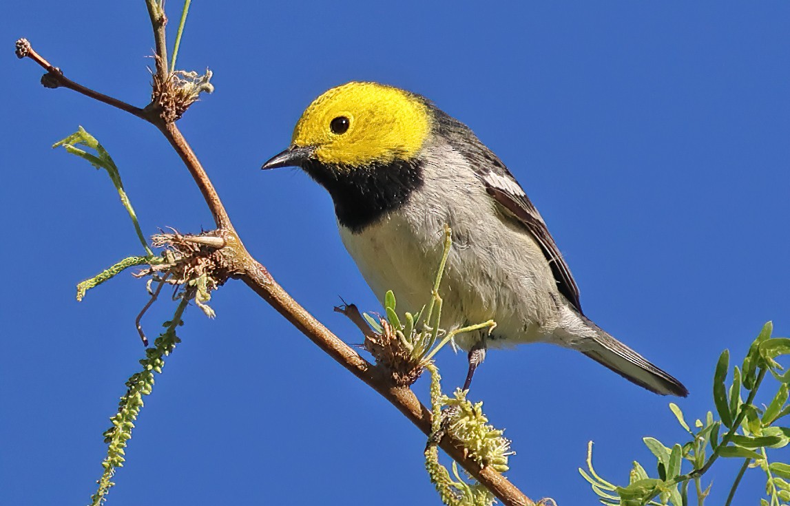 Hermit Warbler - Ad Konings