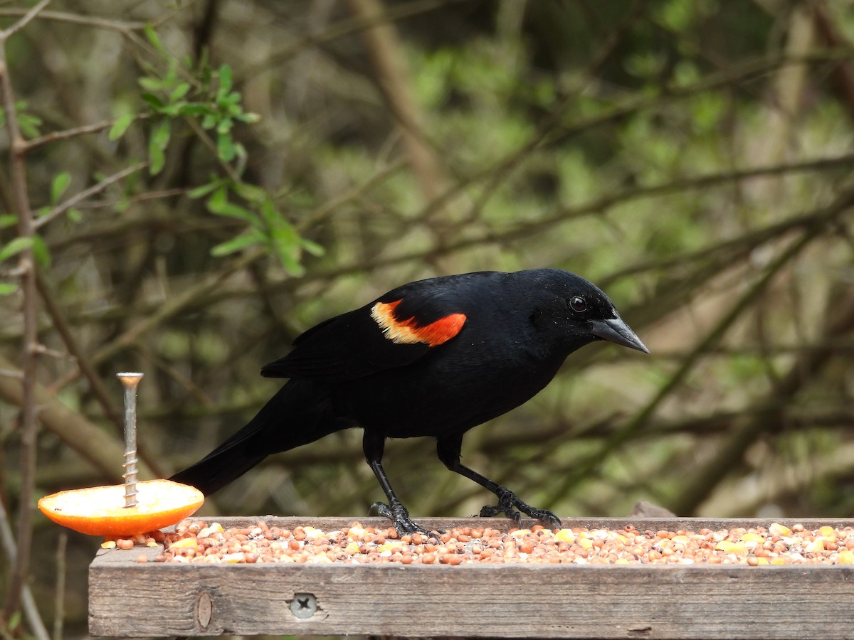 Red-winged Blackbird - Megan  Foll