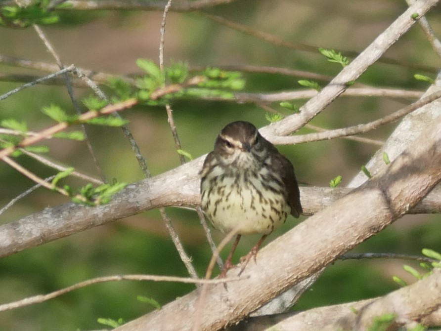 Northern Waterthrush - ML618099783